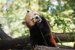 植物を食べるレッサーパンダ